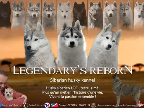 Portée Husky Sibérien — Of Legendary'S Reborn
