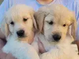 Portée Golden Retriever — Des Terres Sacrees