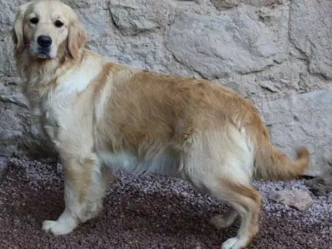 Portée Golden Retriever — Des Terres Sacrees photo 2