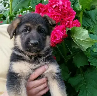 Berger Allemand  Chiot 8 Du Clos De La Chanson