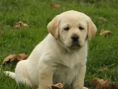 Labrador Retriever  Chiot 6 Du Moulin Sault