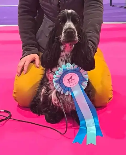 Portée Cocker Spaniel Anglais — Des Merveilles D'Orion