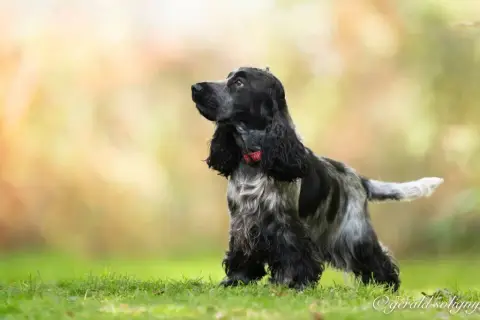 Portée Cocker Spaniel Anglais — Des Merveilles D'Orion photo 3