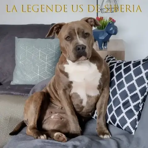 American Staffordshire Terrier  Chiot Collier Violet  d7f1f