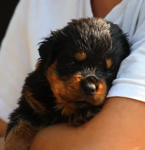 Portée Rottweiler — Lectro Squad photo 2