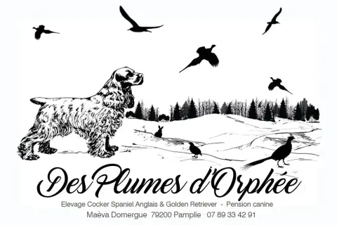 Cocker Spaniel Anglais