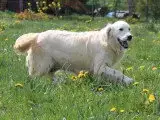 Portée Golden Retriever — Du Prieur De La Roche