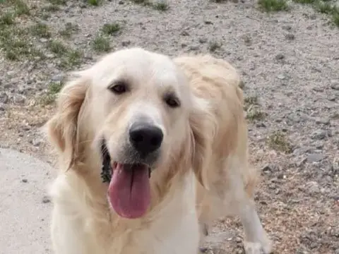 Portée Golden Retriever — Du Prieur De La Roche photo 2