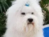 Portée Bichon Frisé — Bojangels