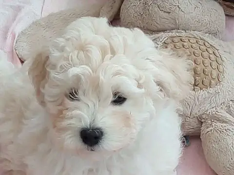 Portée Bichon Frisé — Bojangels photo 2