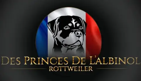 Rottweiler  Chiot N°3 Des Princes De L'Albinol