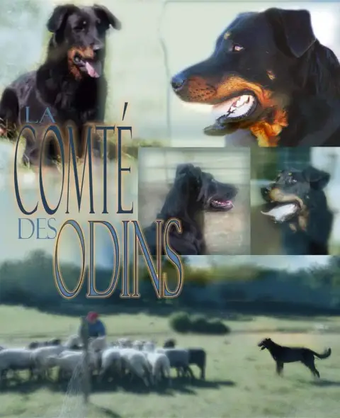 Berger De Beauce  Chiot N°10 De La Comté Des Odins