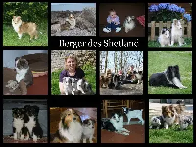 Shetland Sheepdog  B............... Du Trefle Gatinai e473c