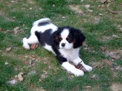 Cavalier King Charles Spaniel  Collier Rouge Du Domai e5c32