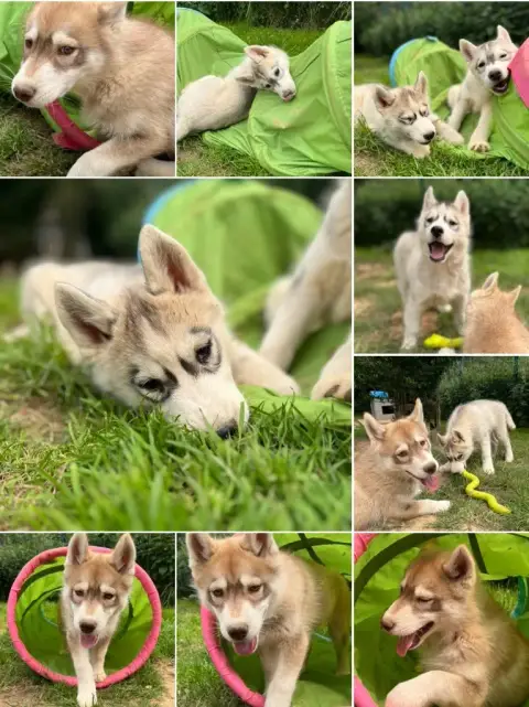 Portée Husky Sibérien — De La Fleur De Lys De La Ternoise