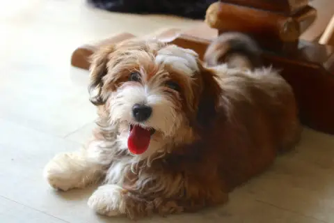 Bichon Havanais  Ben O P'Tit Havanais Gourmand