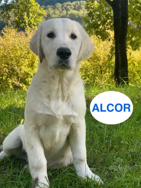 Portée Golden Retriever — Du Clos De Compostelle