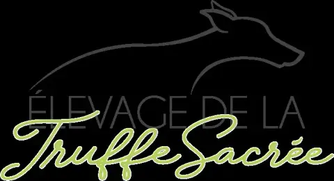 Whippet  Biscuit Canelle De La Truffe Sacrée