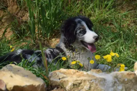 Berger Américain Miniature  Chiot 4 Du Règne De Malau e0aff