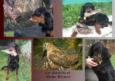 Setter Gordon  Chiot N°6 Du Domaine Du Grand Roc