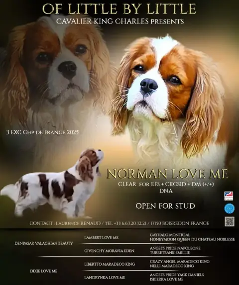 Cavalier King Charles Spaniel  A Gentleman Of Little  eaf0a photo 2