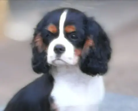Cavalier King Charles Spaniel  Berlioz Of Little By L ec1e1