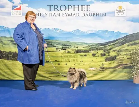 Spitz Allemand  Athéna Grey Wolf Des Fées Du Pays Noi ef173