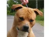 American Staffordshire Terrier  Bonnie Ultimate Truth ef22e