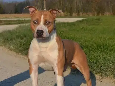 American Staffordshire Terrier  Bonnie Ultimate Truth ef22e photo 2