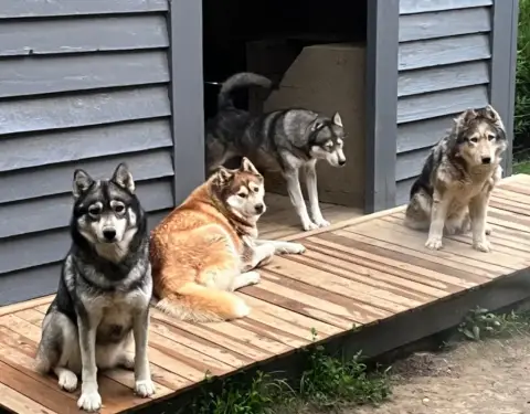 Portée Husky Sibérien — De La Fleur De Lys De La Ternoise photo 2