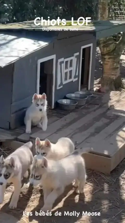 Portée Husky Sibérien — De La Fleur De Lys De La Ternoise photo 3