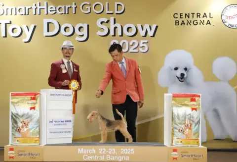 Portée Lakeland Terrier — Des Regaires