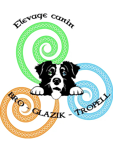 Border Collie  Collier Violet Bro Glazik Tropell