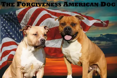 Beagle  Chiot N°8 Forgiveness American Dog