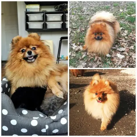 Spitz Allemand photo 2