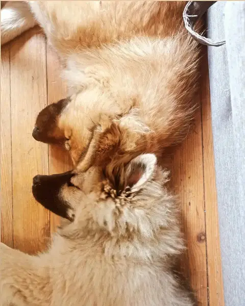 Eurasier  Mr Orange De Leyristone
