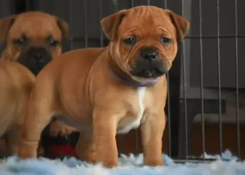 Rottweiler  Bulma House Of Warrior