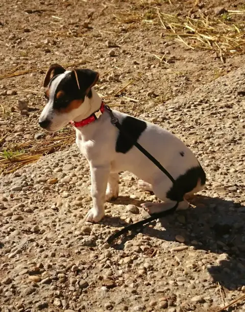 Jack Russell Terrier  Mâle 5 Du Domaine Du Varandin f9ac0