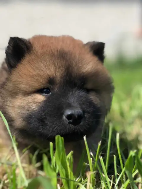 Eurasier  Chiot N°7 De Nibele