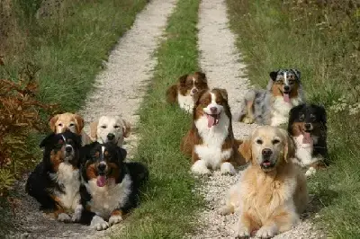 Portée Golden Retriever — Du Rocher Florin