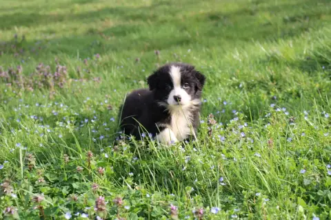 Berger Australien  Chiot 1 Of Little Blue Stars