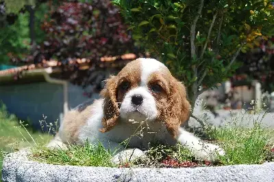 Cavalier King Charles Spaniel  Chiot 1 Du Puits Des S fbb2c