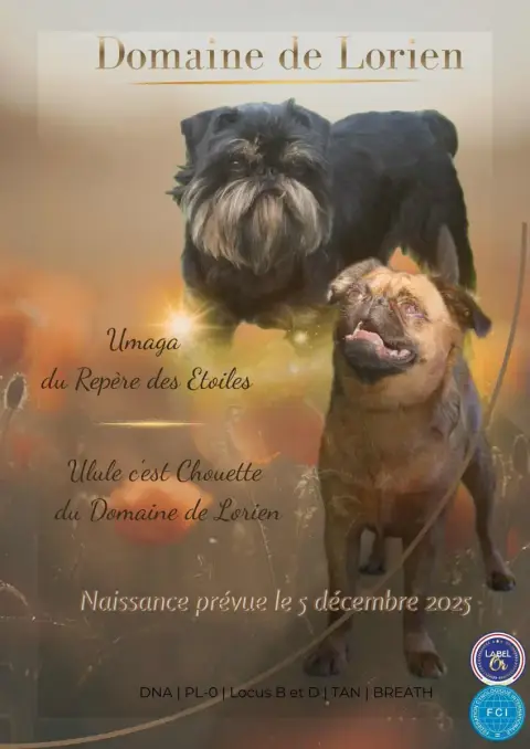Adopter Portée Griffon Bruxellois — Du Domaine De Lorien