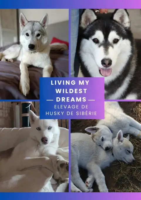 Siberian Husky  Artic Axis Living My Wildest Dreams fc555