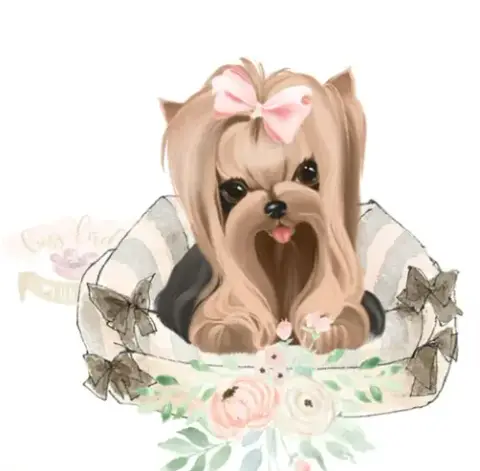Yorkshire Terrier  Blanc De Lady Augusta