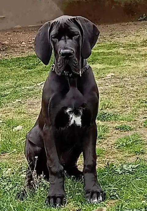 Dogue Allemand  "B" Des Gardiens De Prailles photo 2