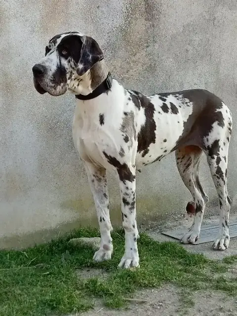 Dogue Allemand  "B" Des Gardiens De Prailles photo 3