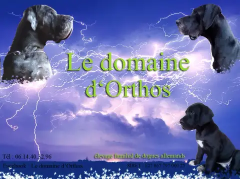 Dogue Allemand  Collier Bleu Foncé Du Domaine D'Ortho 00959