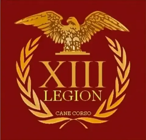 Cane Corso  Collier Bordeaux De La Treizieme Legion 01e11