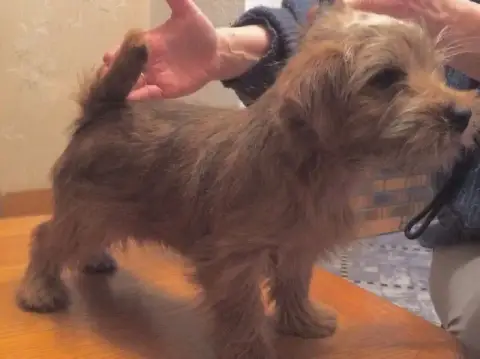 Portée Norfolk Terrier — Des Sables Du Nord